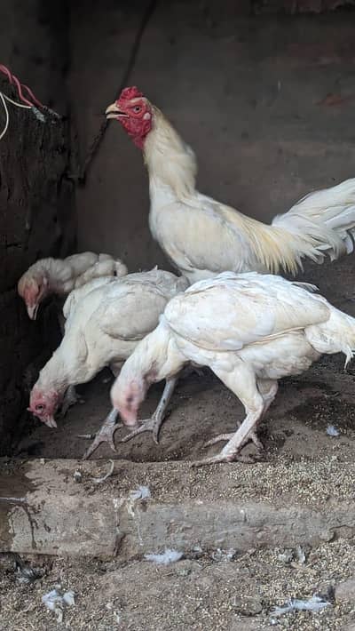 Heera breeder male and females