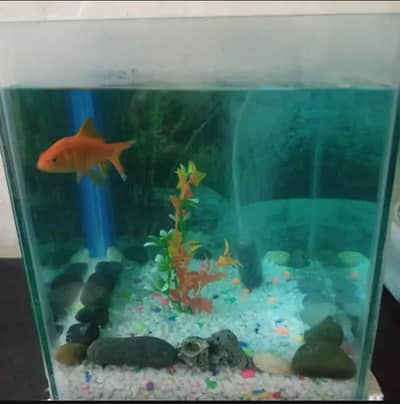 fish aquarium and accessories