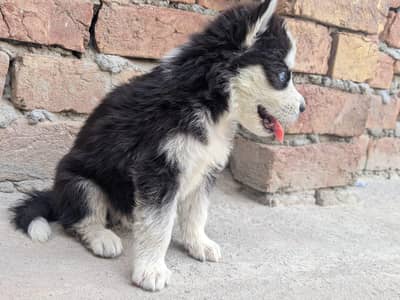 dog for sale 
