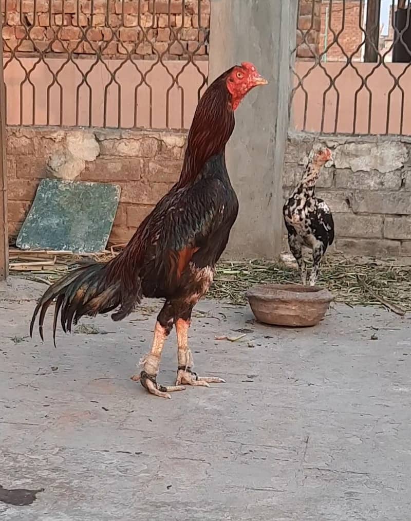 Turkish Hint Patha 0