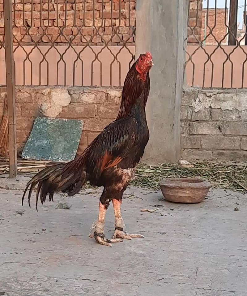 Turkish Hint Patha 1