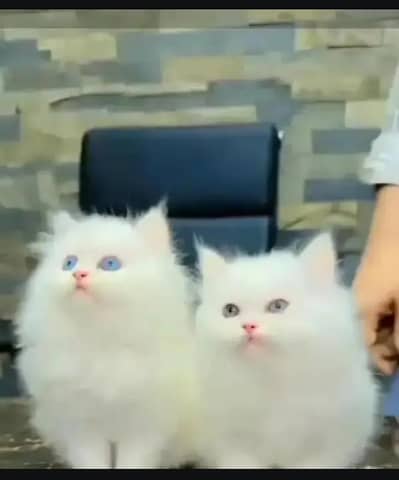 Persian cat for sale my WhatsApp number  03703659905