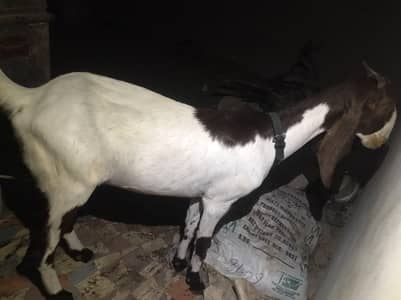 Gabban Bakri