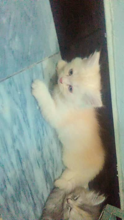 Persian golden colour female kitten