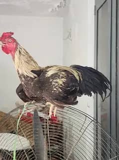 Aseel | Pakistan Aseel | Aseel Roster | Aseel Hens For Sale
