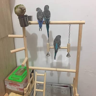 Parrot wooden stands