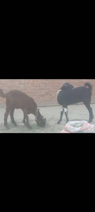 2 female kids sale sale 03075547527