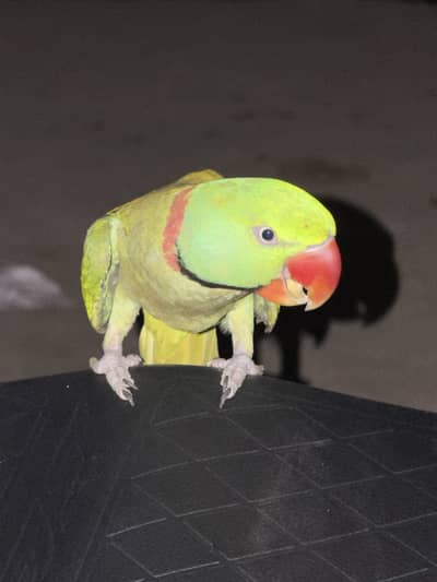 Raw berder male