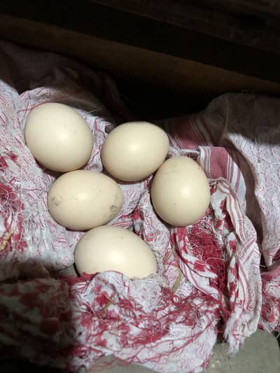 Aseel eggs available