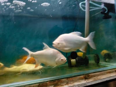 Albino Pacu, channa Auranti, Mango Super Red Chilli Albino Oscar, par
