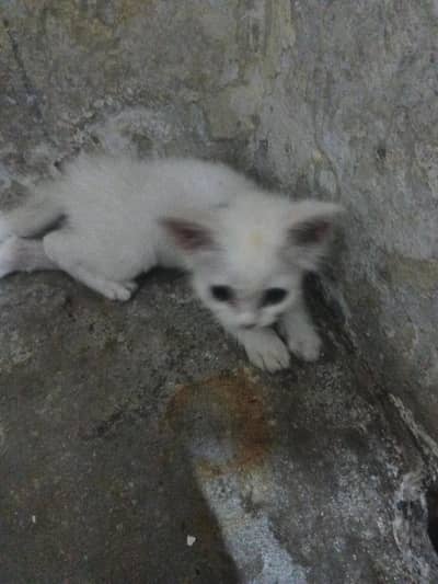 angura+ Persian+fluffy
