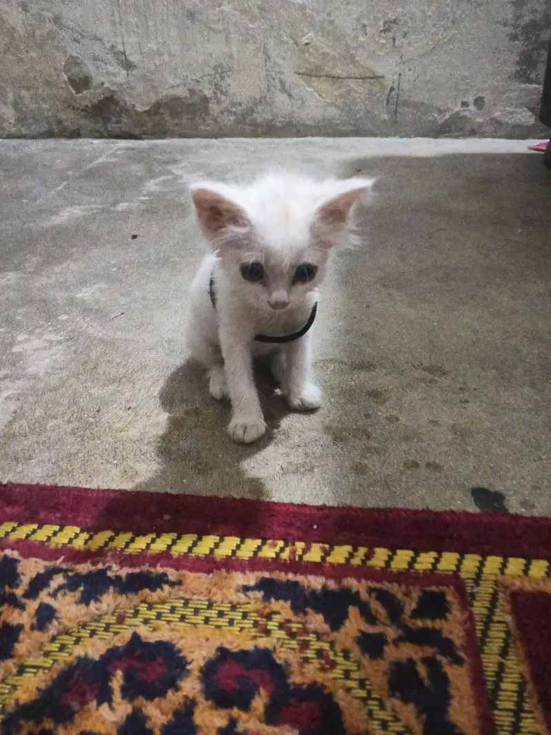 angura+ Persian+fluffy — photo 2