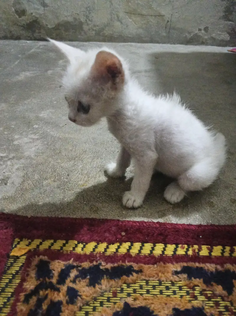 angura+ Persian+fluffy — photo 3