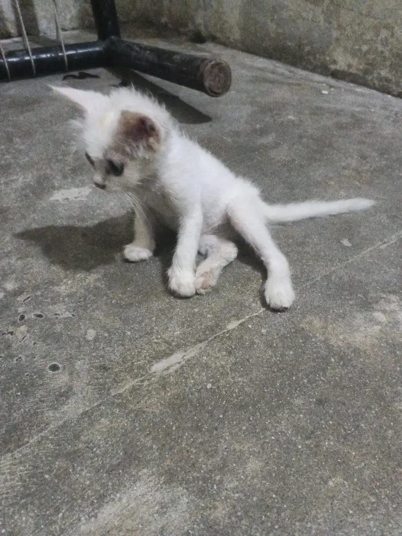 angura+ Persian+fluffy — photo 4
