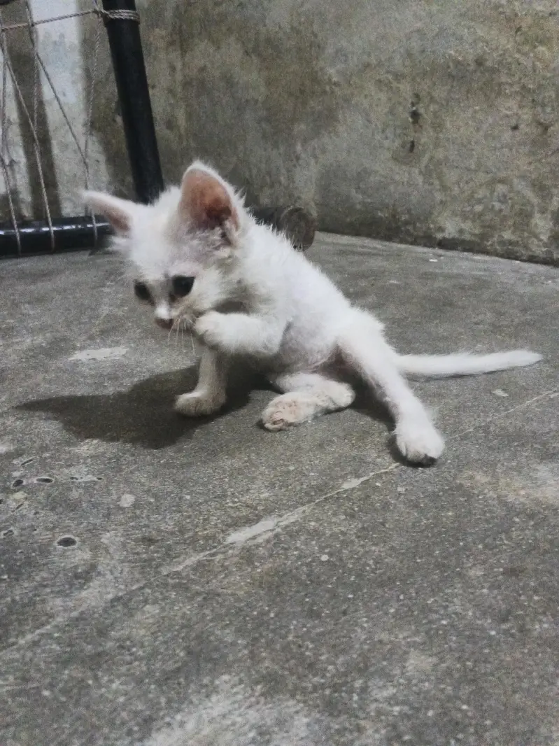 angura+ Persian+fluffy — photo 5
