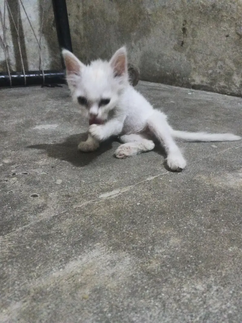 angura+ Persian+fluffy — photo 6