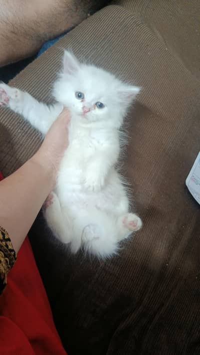 kitten for sale