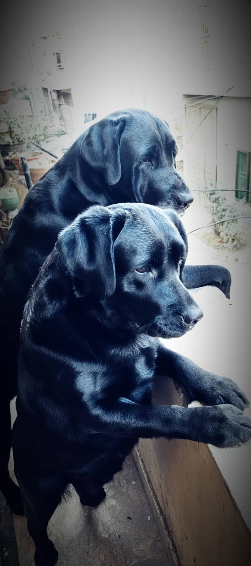 labradors 0