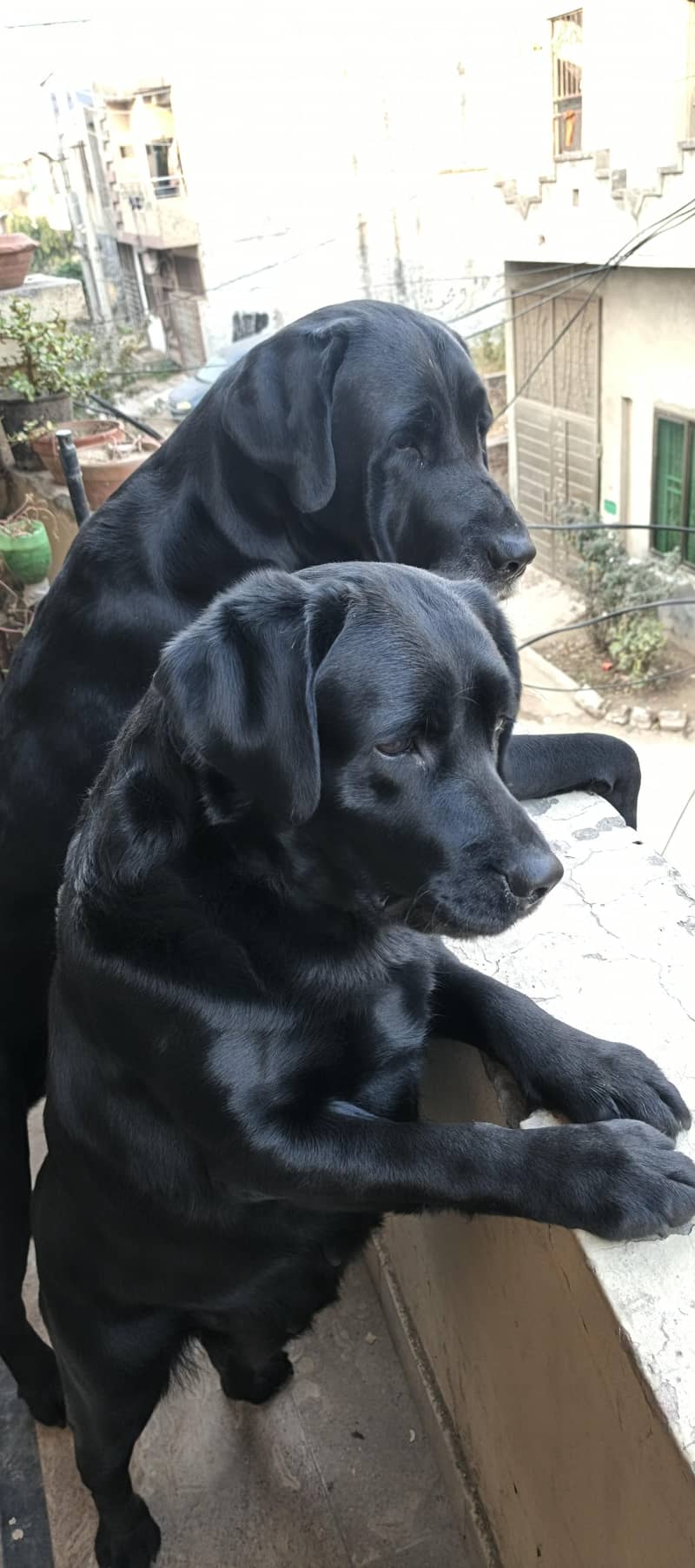 labradors 1