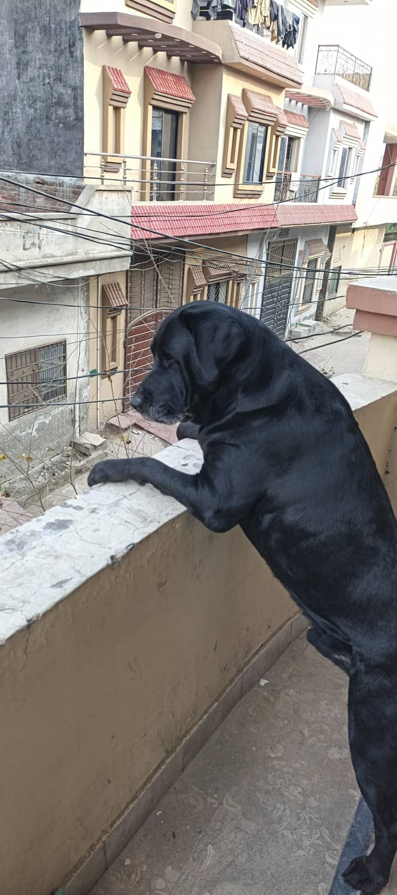 labradors 2