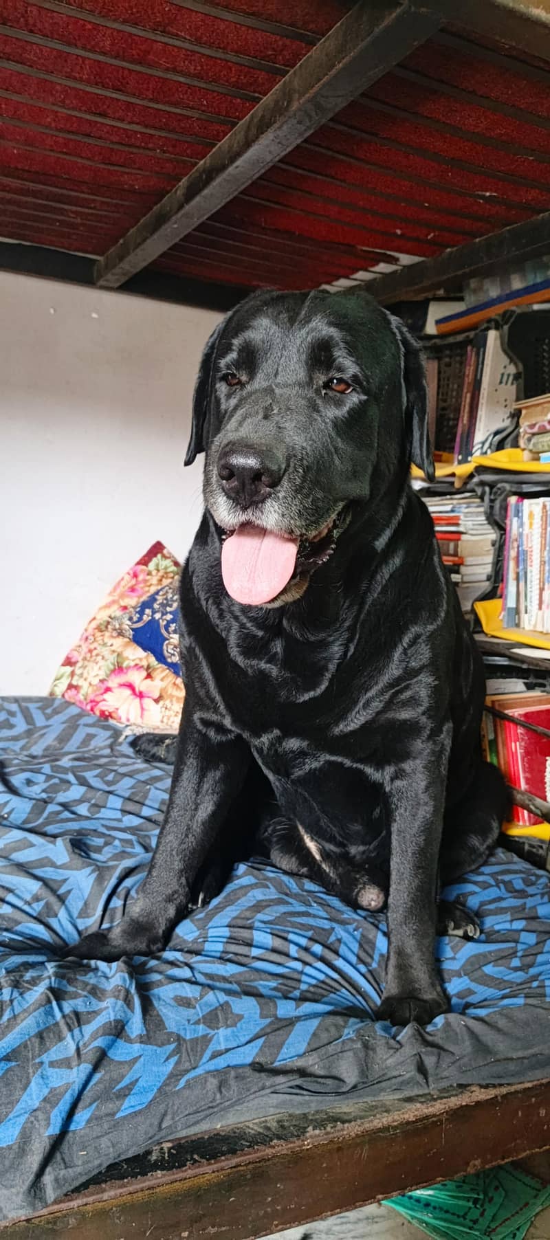 labradors 3