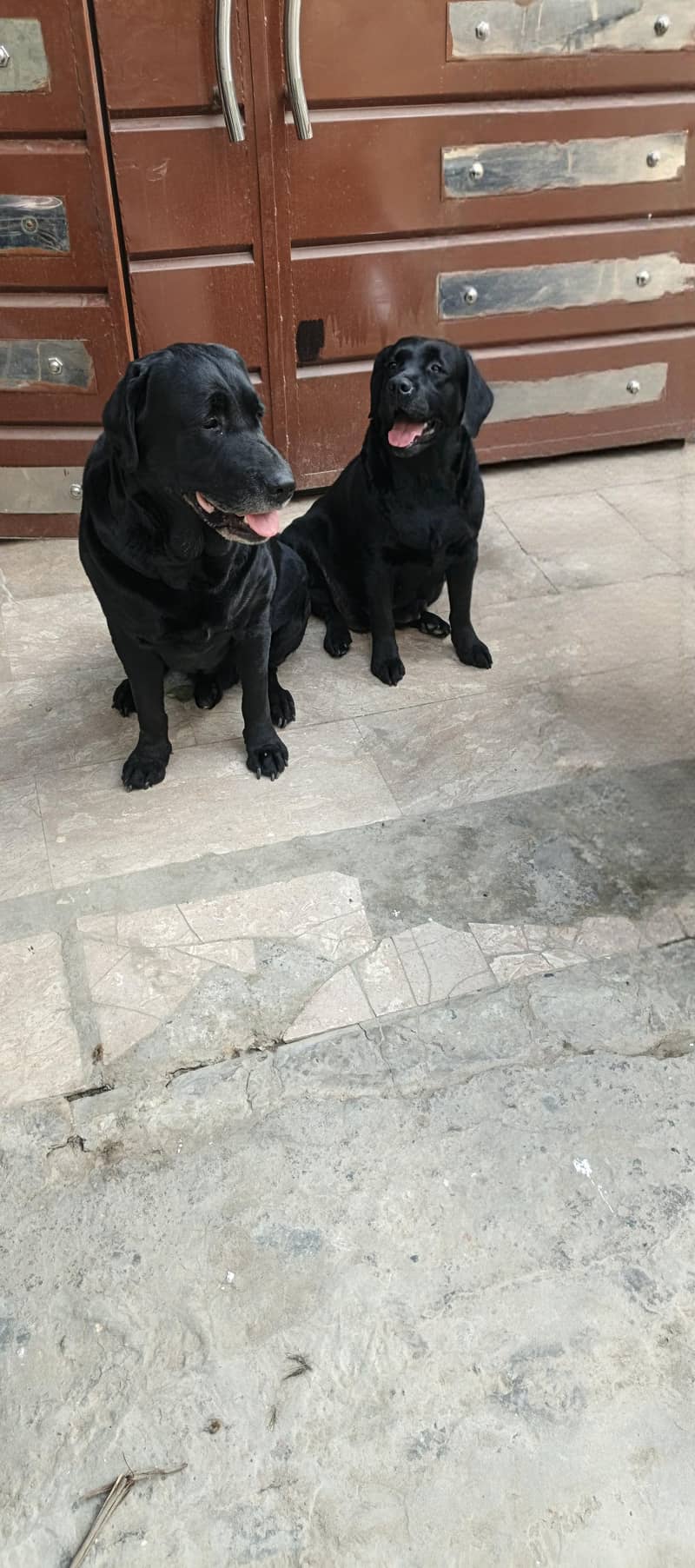 labradors 4