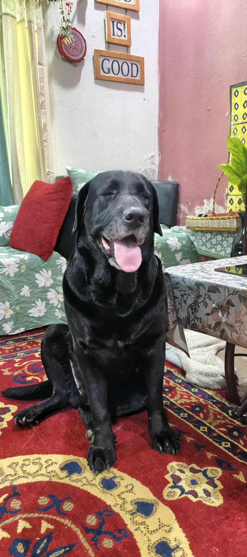 labradors 5