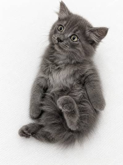 Persian Gray Kittens