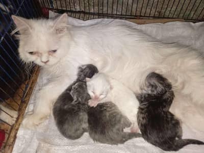 female cat with 4kittens.