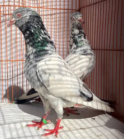 golden bredr pair