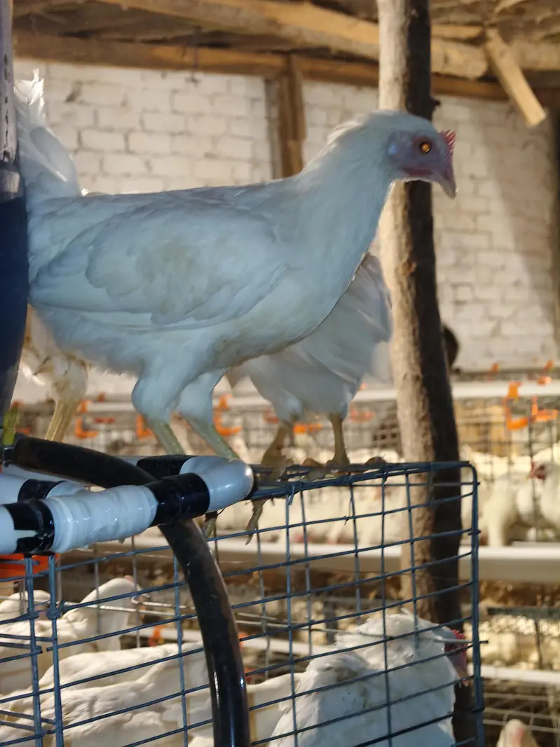 white layer top quality novagen breed — photo 2