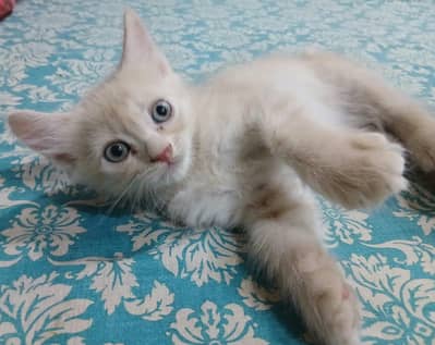 Persian kitten