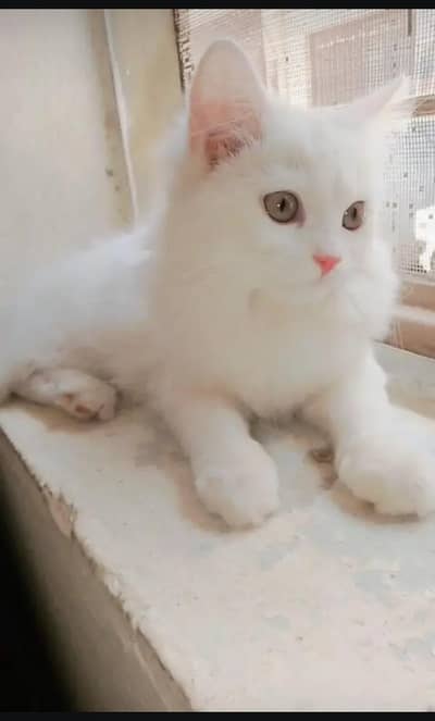 Persian cat for sale my WhatsApp number  03703659905