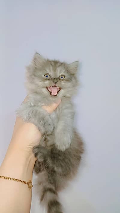 triple coated pure Persian kittens available only in Lahore