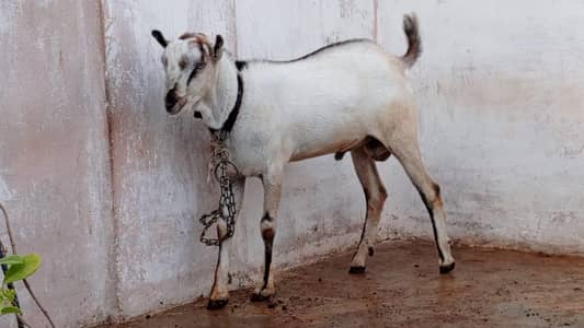 dono Ando hai breeder k liye achay hain