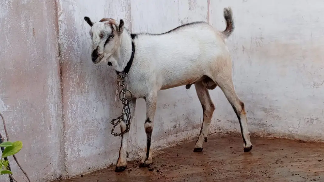 dono Ando hai breeder k liye achay hain