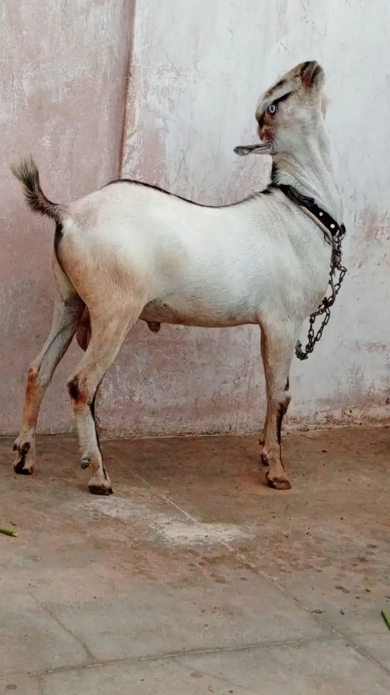 dono Ando hai breeder k liye achay hain — photo 2