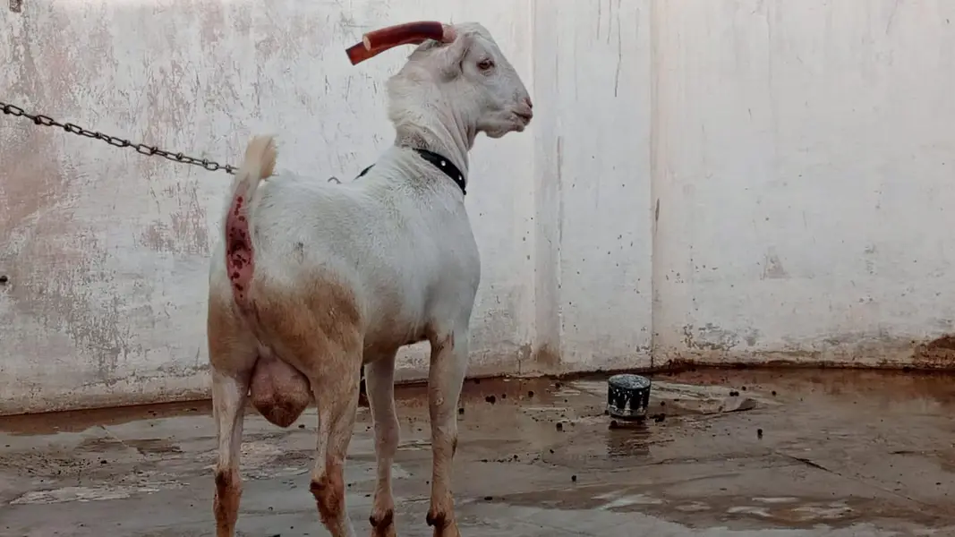 dono Ando hai breeder k liye achay hain — photo 3