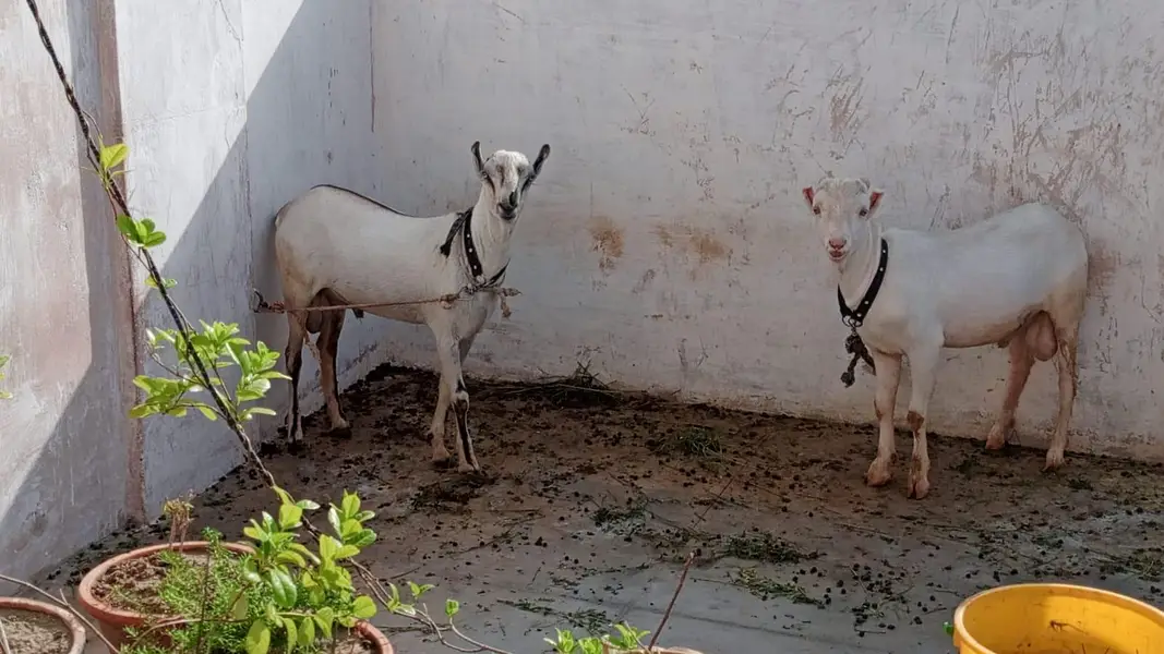 dono Ando hai breeder k liye achay hain — photo 4