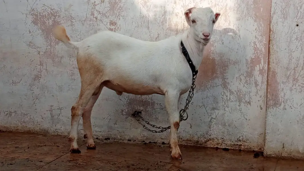 dono Ando hai breeder k liye achay hain — photo 5
