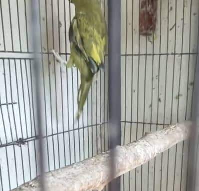 Ringneck