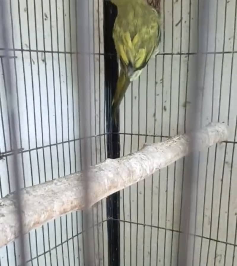 Ringneck 2