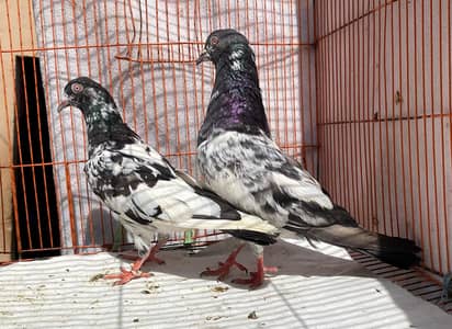 dubwala bredr pair avil