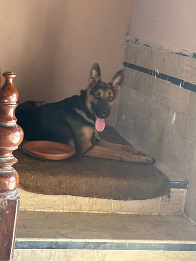 German Shepard single coat