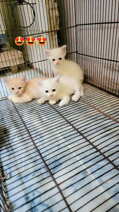 triple coated percian kitten for sale