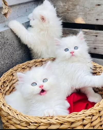 (Persian female kitten) (for sale all) (Pakistan delivery available)