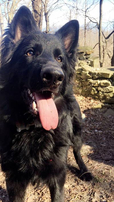 black German female long coated