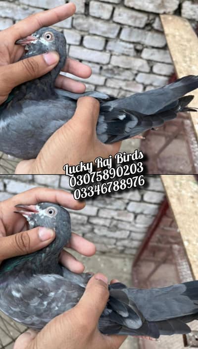 Pigeons