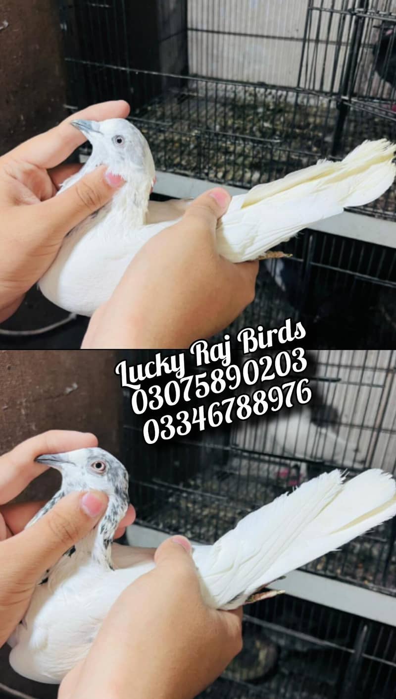 Pigeons 1