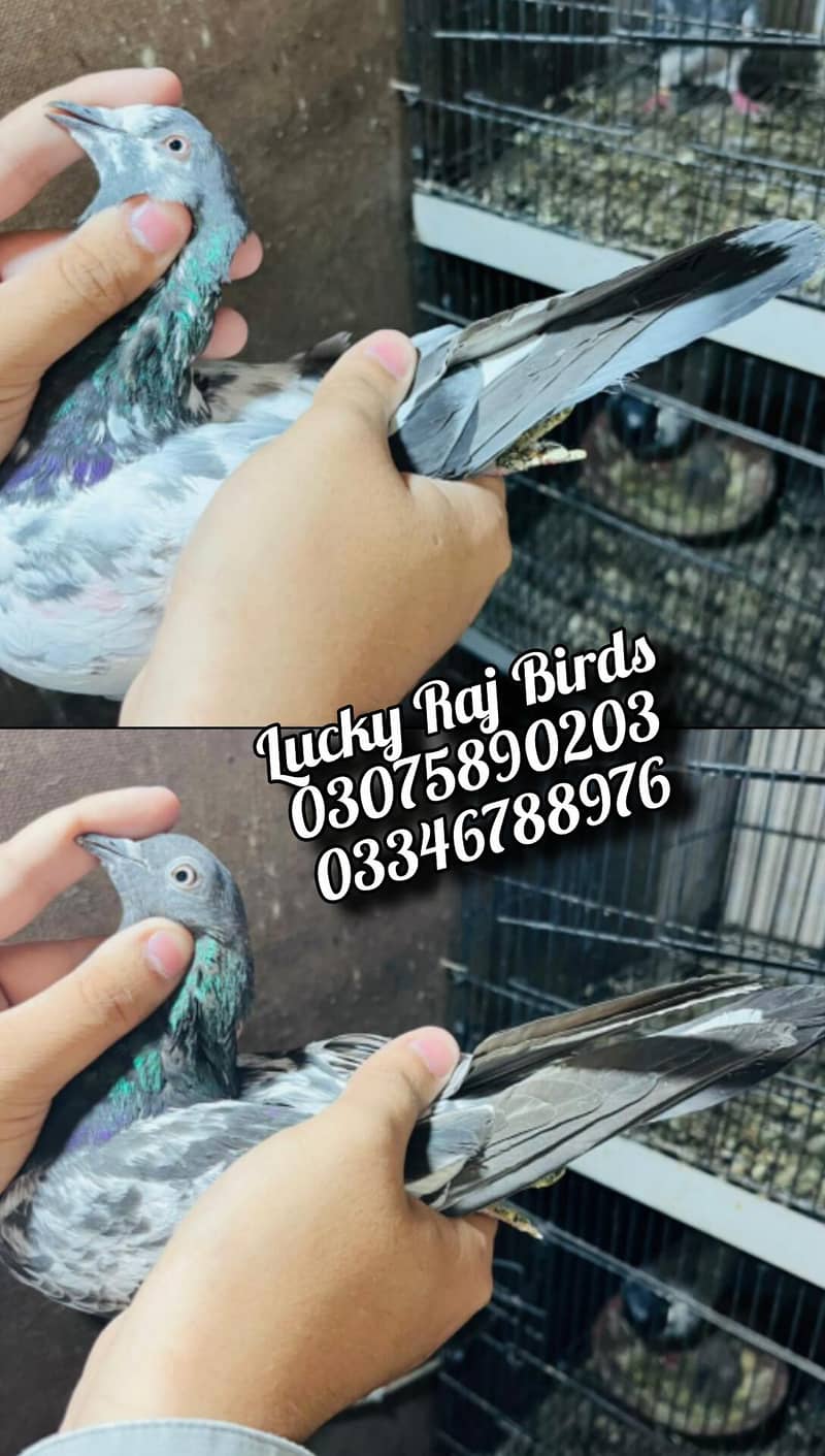 Pigeons 2
